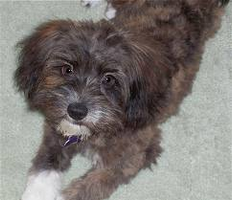 What big mixed breed is this? I know but do you? The only clue i am giving you is: It is a mix between 2 toy dogs. What big mixed breed is this? I know but do you? The only clue i am giving you is: It is a mix between 2 toy dogs.