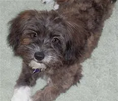 What big mixed breed is this? I know but do you? The only clue i am giving you is: It is a mix between 2 toy dogs. What big mixed breed is this? I know but do you? The only clue i am giving you is: It is a mix between 2 toy dogs.