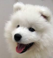 What is the nicest dog you have ever seen? Mine has to be 2 Leonbergers I saw walking down the promenade. The most prettiest dogs ever! What is the nicest dog you have ever seen? Mine has to be 2 Leonbergers I saw walking down the promenade. The most prettiest dogs ever!