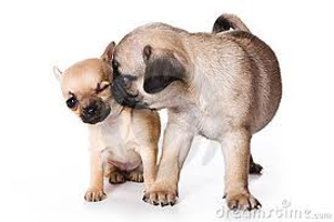 Chihuahua or pug - who is best? I love both breeds. But who do you like? Chihuahua or pug - who is best? I love both breeds. But who do you like?