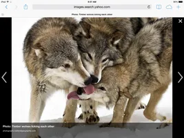 Why do people hate wolves? I seriously do not at all understand why people hate wolves and want to shoot and kill them. WOLFIES R SOO CUTE. And if a wolf attacks you, you're probably just getting too close them and their pups or you're invading their pack territory. Why do people kill wolfies?!?!?! I am so against animal cruelty, people can be so mean these days! Seriously don't know what's wrong with da universe this generation. Why do people hate wolves? I seriously do not at all understand why people hate wolves and want to shoot and kill them. WOLFIES R SOO CUTE. And if a wolf attacks you, you're probably just getting too close them and their pups or you're invading their pack territory. Why do people kill wolfies?!?!?! I am so against animal cruelty, people can be so mean these days! Seriously don't know what's wrong with da universe this generation.