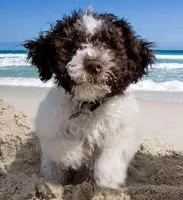 What breed of dog is this? Do you know what this dog breed is called? What breed of dog is this? Do you know what this dog breed is called?