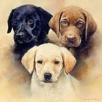 Black, Yellow or chocolate Labrador? Which do you like best? I couldn't choose if I tried! They're all so flippin' cute! Black, Yellow or chocolate Labrador? Which do you like best? I couldn't choose if I tried! They're all so flippin' cute!