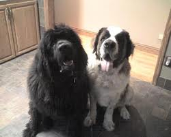 Newfoundlands or Saint bernards? I dont know because I love them both so much. What about you? Newfoundlands or Saint bernards? I dont know because I love them both so much. What about you?