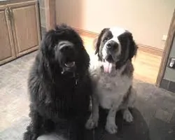 Newfoundlands or Saint bernards? I dont know because I love them both so much. What about you? Newfoundlands or Saint bernards? I dont know because I love them both so much. What about you?