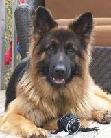 what dog is this? part 5 what breed of beautiful is this? what dog is this? part 5 what breed of beautiful is this?