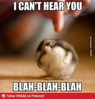what do u think about this little hamster? :D what do u think about this little hamster? :D