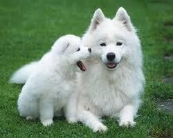 Doggy Info? I'm getting a dog, finally!!! If there's anything I need to know, this is the place to tell me! Advice, fun facts, favorite breed, important traits, or even pros and cons! I just wanna be really really prepared for our new family member! Doggy Info? I'm getting a dog, finally!!! If there's anything I need to know, this is the place to tell me! Advice, fun facts, favorite breed, important traits, or even pros and cons! I just wanna be really really prepared for our new family member!