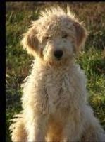 What is an ideal name for a Goldendoodle? I'd like to know what you think because I haven't got a clue What is an ideal name for a Goldendoodle? I'd like to know what you think because I haven't got a clue
