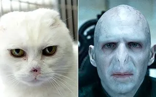 Please give me links!(I've already got Harrys) I neee help finding links to these characters costumes: Gilan (Ranger's Apprentice) Will Treaty (Ranger's Apprentice) Halt (Ranger's Apprentice) Morgarath (Ranger's Apprentice) Max Capricorn (Doctor Who) Harry Potter (Harry Potter) Voldemort (Harry Potter) Please give me links!(I've already got Harrys) I neee help finding links to these characters costumes: Gilan (Ranger's Apprentice) Will Treaty (Ranger's Apprentice) Halt (Ranger's Apprentice) Morgarath (Ranger's Apprentice) Max Capricorn (Doctor Who) Harry Potter (Harry Potter) Voldemort (Harry Potter)