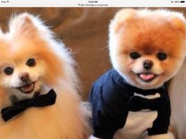 Does this picture make you say aww? The cutest dog in the world and his super buddy. Awww! Does this picture make you say aww? The cutest dog in the world and his super buddy. Awww!