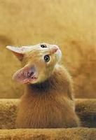 Requests of animal OCs? Like it says just animal oc requests. Requests of animal OCs? Like it says just animal oc requests.