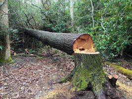 Do you think plants and trees can feel pain? Do you think plants and trees can feel pain?