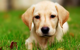 Which breed of dog is the cutest? I've always thought Labrador Retrievers were the cutest. But I realized other people might think something else. They'd think i offended them. So what breed is the cutest for you? Which breed of dog is the cutest? I've always thought Labrador Retrievers were the cutest. But I realized other people might think something else. They'd think i offended them. So what breed is the cutest for you?
