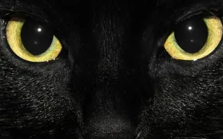 You were born into a clan as a kit... What happens now? When commenting do not reply, what is this? Make this up it is for fun, kinda like role play. My family as they grow: My clan: My looks: My personality: My names as I grow: My best skills: My jobs as I grow: My mate and or kits: My death if I die: Enjoy! You were born into a clan as a kit... What happens now? When commenting do not reply, what is this? Make this up it is for fun, kinda like role play. My family as they grow: My clan: My looks: My personality: My names as I grow: My best skills: My jobs as I grow: My mate and or kits: My death if I die: Enjoy!