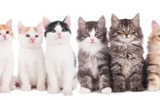 What is the origin of the 'cats have nine lives' mith ? What is the origin of the 'cats have nine lives' mith ?