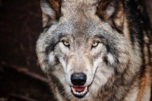 Do you think wolves are stupid or cute? Like I like wolves and all but in the real world I would be like "Stay Away or Die By Shotgun" you know. So yeah I like wolves but they shouldn't come to my house or their brains will be splattered on the house walls. Do you think wolves are stupid or cute? Like I like wolves and all but in the real world I would be like "Stay Away or Die By Shotgun" you know. So yeah I like wolves but they shouldn't come to my house or their brains will be splattered on the house walls.