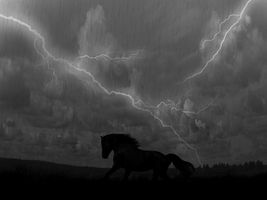 Would you rather ride a horse in a rainstorm every day or ride in perfect weather every week? You're allowed to assume that you ride in an indoor arena. I would choose riding every day, I love it! Just so long as shows don't count ;). Would you rather ride a horse in a rainstorm every day or ride in perfect weather every week? You're allowed to assume that you ride in an indoor arena. I would choose riding every day, I love it! Just so long as shows don't count ;).