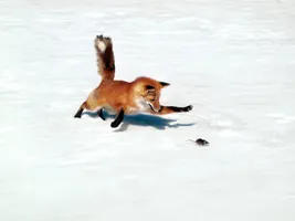 What does the fox say? Master Yoda... i trekked across the galaxy and almost died multiple times to ask you the answer to the most ancient, mysterious question my world has to answer: What. Does. The. Fox. Say? What does the fox say? Master Yoda... i trekked across the galaxy and almost died multiple times to ask you the answer to the most ancient, mysterious question my world has to answer: What. Does. The. Fox. Say?