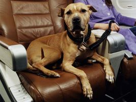 Have you ever traveled with your pet (dog or cat) on a plane? Do you have any advice on things that I should know about that? Have you ever traveled with your pet (dog or cat) on a plane? Do you have any advice on things that I should know about that?