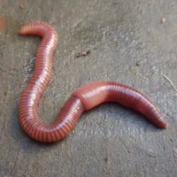 HELP! why is jay the cutest worm in the world enjoy this high quality pic of jay HELP! why is jay the cutest worm in the world enjoy this high quality pic of jay