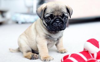 Question ask Youre great guys.and youre awesome dont forget to follow me and do u like my pug picture (: Question ask Youre great guys.and youre awesome dont forget to follow me and do u like my pug picture (: