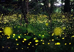 Why are we starting to see less fireflies? My mom's bf made a good observation, about how in some places, we are starting to see less and less fireflies than how we used to... so why's that?.. Why are we starting to see less fireflies? My mom's bf made a good observation, about how in some places, we are starting to see less and less fireflies than how we used to... so why's that?..