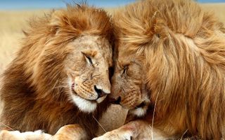 What's your favourite animal? (1) What's your favourite animal and why is it your favourite? It can be a mythical animal, too... What's your favourite animal? (1) What's your favourite animal and why is it your favourite? It can be a mythical animal, too...
