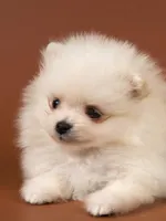 Does this make you say, "Awww!"? does this make you say aww if it does then we be friends! :3 If it doesn't your souless Does this make you say, "Awww!"? does this make you say aww if it does then we be friends! :3 If it doesn't your souless
