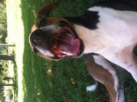 What is your favorite dog and why? I'm just curious to see what dog is the most liked and why. Pic is one of my dogs. What is your favorite dog and why? I'm just curious to see what dog is the most liked and why. Pic is one of my dogs.