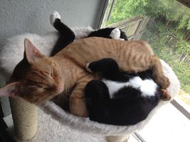 Why domestic cats sleep so much? Why domestic cats sleep so much?