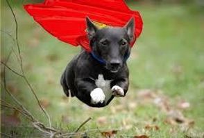 A dog that can rewind time or a cat that can shapeshift? Pets are always fun! But what if your pet can have superpowers! You can either have a dog that can rewind time or you can have a cat that can shapeshift into anything you like! Don't want a dog or a cat? No problem! Just comment below what type of pet you would like and just say it's superpowers. Want a cat or a dog but you don't want your dog or cat to have the powers I have given them? You can change it, just comment below! Example: "I want a dog but I want it's powers to be mind control." A dog that can rewind time or a cat that can shapeshift? Pets are always fun! But what if your pet can have superpowers! You can either have a dog that can rewind time or you can have a cat that can shapeshift into anything you like! Don't want a dog or a cat? No problem! Just comment below what type of pet you would like and just say it's superpowers. Want a cat or a dog but you don't want your dog or cat to have the powers I have given them? You can change it, just comment below! Example: "I want a dog but I want it's powers to be mind control."