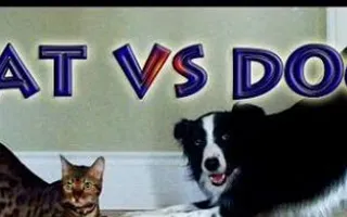Do you like cats or dogs? Dogs and cats are both popular but I like the kind, caring, smart, athletic, and loyal dog bets. I think cats are mean lazy and bossy and that they only care for themselves. What are your thoughts? Do you like cats or dogs? Dogs and cats are both popular but I like the kind, caring, smart, athletic, and loyal dog bets. I think cats are mean lazy and bossy and that they only care for themselves. What are your thoughts?