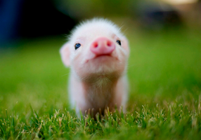Which animal is your favourite? It would be nice to know. Which animal is your favourite? It would be nice to know.