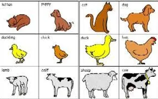 What's your fav animal? I wanted to know peoples favourite animals, comment down below! What's your fav animal? I wanted to know peoples favourite animals, comment down below!