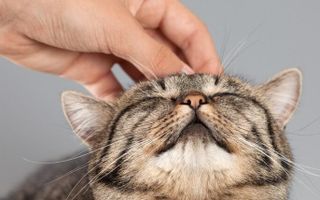 Why do domestic cats purr? Why do domestic cats purr?