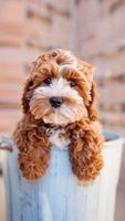 Do You Love Dogs? Do you love dogs? I do!! And do you have a dog? If you do, tell me what kind! Do You Love Dogs? Do you love dogs? I do!! And do you have a dog? If you do, tell me what kind!