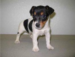 Name for a jack Russell puppy I just got a new puppy and I need a good name Name for a jack Russell puppy I just got a new puppy and I need a good name