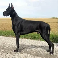 What kind of dog do you have? If you don't have a dog then i don't realy care and you don't have to put anything on here, i have 2 great danes What kind of dog do you have? If you don't have a dog then i don't realy care and you don't have to put anything on here, i have 2 great danes