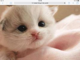 Does this make you say aw? This cute little idk is super cute. Aww! Does this make you say aw? This cute little idk is super cute. Aww!