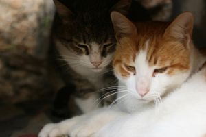 Do you believe cats have psychic abilities? If so, how? Do you believe cats have psychic abilities? If so, how?