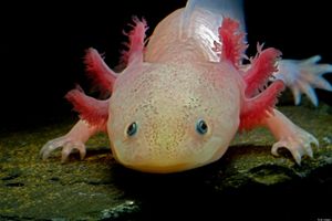 Why can certain animals regenerate limbs but humans cannot? Why can certain animals regenerate limbs but humans cannot?