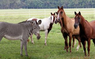Does a horse run faster than a zebra? Does a horse run faster than a zebra?