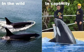 How do you feel about Orcas in captivity? When Orcas are in captivity, they never live even close to their full life span. #EmptyTheTanks. How do you feel about Orcas in captivity? When Orcas are in captivity, they never live even close to their full life span. #EmptyTheTanks.