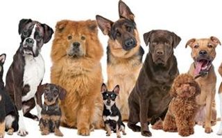 How can I train my puppy not to bite? How can I train my puppy not to bite?