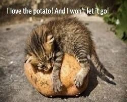 Who else is a vegetarian or vegan? I am a vegan so I want to know who else on here is a vegan or vegetarian. Who else is a vegetarian or vegan? I am a vegan so I want to know who else on here is a vegan or vegetarian.