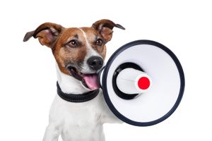 how can i get my dog to talk to me? lately my dog kevin has been looking at me in a way that suggests he'd like to say something. for the better or worse, i'd like to hear him out. my question is, what can i do to make him feel comfortable and safe expressing his feelings in an active, verbal way ? how can i get my dog to talk to me? lately my dog kevin has been looking at me in a way that suggests he'd like to say something. for the better or worse, i'd like to hear him out. my question is, what can i do to make him feel comfortable and safe expressing his feelings in an active, verbal way ?