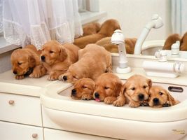 Which puppy are you? Comment and tell meh why! Which puppy are you? Comment and tell meh why!