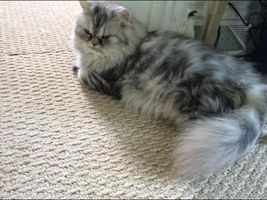 I need named for a book I'm writing called Luna's Adventures. I need some cats, single names. Also give their gender and pelt color.(The pic is suppose to be Luna, just I couldn't get a good one.) Also, the names Luna and Rain are taken. I need named for a book I'm writing called Luna's Adventures. I need some cats, single names. Also give their gender and pelt color.(The pic is suppose to be Luna, just I couldn't get a good one.) Also, the names Luna and Rain are taken.