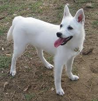 what type of dog is this? (1) duh answers in the question what type of dog is this? (1) duh answers in the question